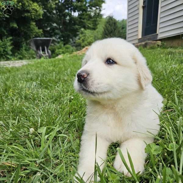 Smile, Great Pyrenees Puppy